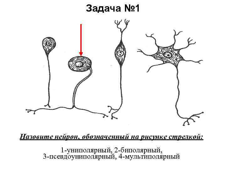 Задача № 1 Назовите нейрон, обозначенный на рисунке стрелкой: 1 -униполярный, 2 -биполярный, 3
