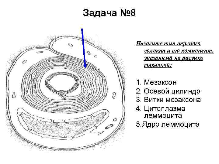 Задача № 8 Назовите тип нервного волокна и его компонент, указанный на рисунке стрелкой: