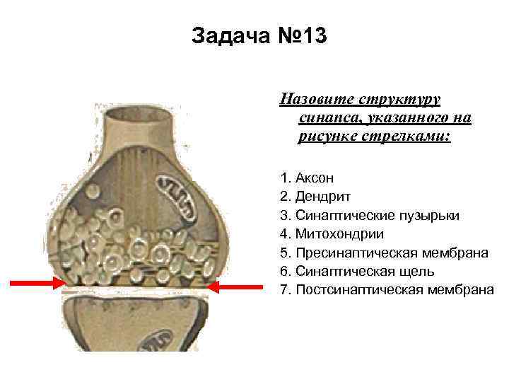 Задача № 13 Назовите структуру синапса, указанного на рисунке стрелками: 1. Аксон 2. Дендрит