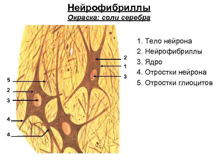 Нейрофибриллы Окраска: соли серебра 2 1 5 2 3 4 4 3 1. Тело