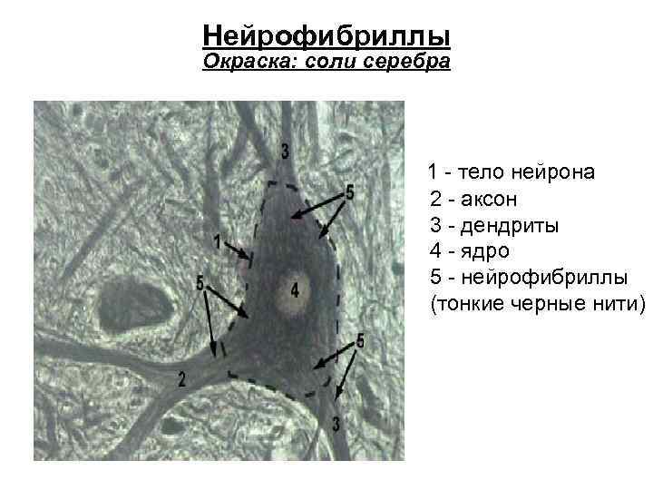 Нейрофибриллы Окраска: соли серебра 1 - тело нейрона 2 - аксон 3 - дендриты