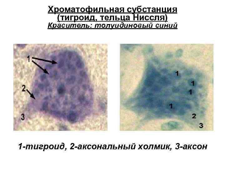 Хроматофильная субстанция (тигроид, тельца Ниссля) Краситель: толуидиновый синий 1 -тигроид, 2 -аксональный холмик, 3
