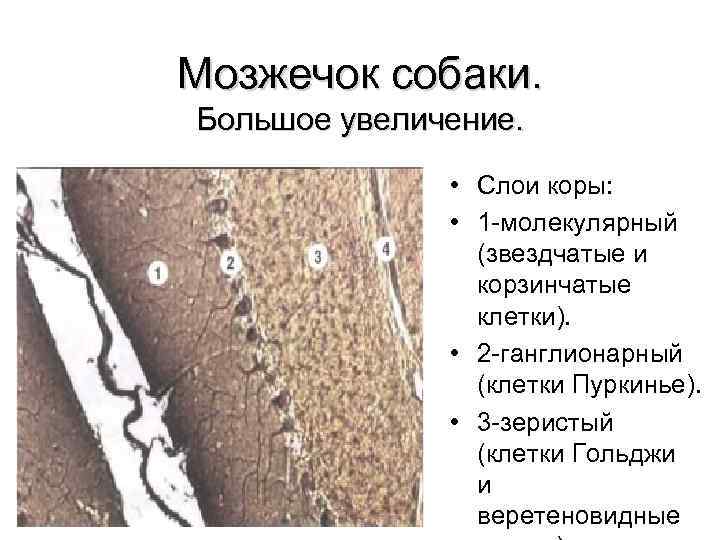 Мозжечок собаки. Большое увеличение. • Слои коры: • 1 молекулярный (звездчатые и корзинчатые клетки).