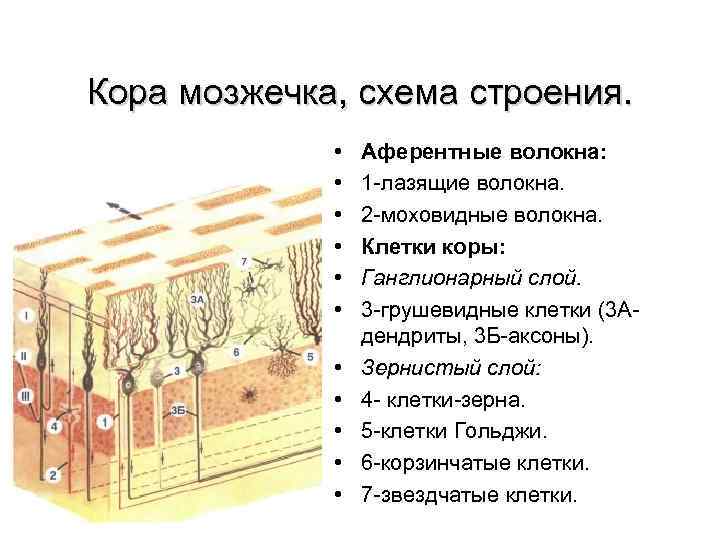 Кора мозжечка, схема строения. • • • Аферентные волокна: 1 лазящие волокна. 2 моховидные