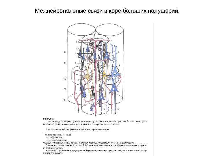 Межнейрональные связи в коре больших полушарий. 