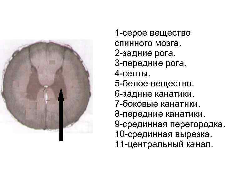 1 серое вещество спинного мозга. 2 задние рога. 3 передние рога. 4 септы. 5