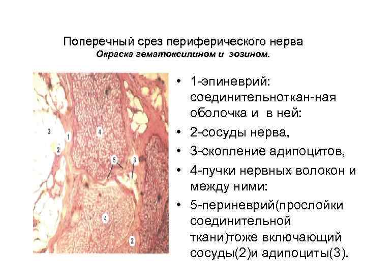 Где в организме человека находится орган поперечный срез которого обозначен на рисунке буквой а в