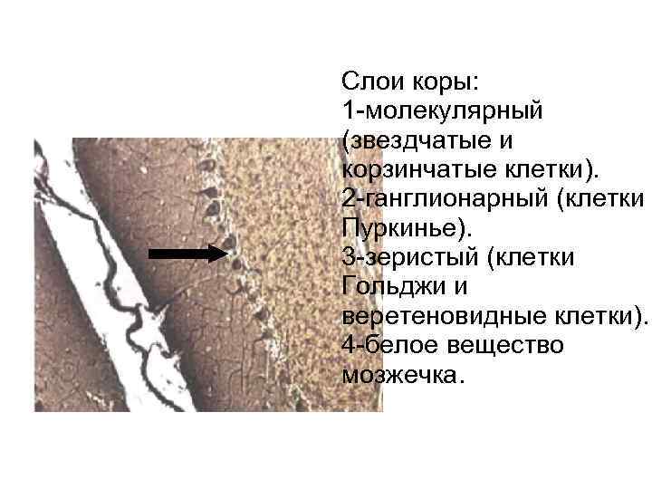 Слои коры: 1 молекулярный (звездчатые и корзинчатые клетки). 2 ганглионарный (клетки Пуркинье). 3 зеристый