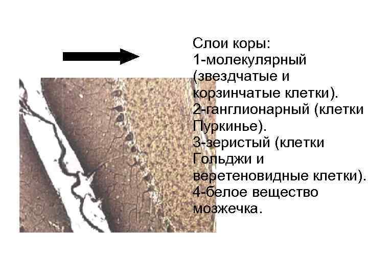 Слои коры: 1 молекулярный (звездчатые и корзинчатые клетки). 2 ганглионарный (клетки Пуркинье). 3 зеристый