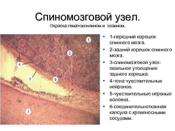 Спиномозговой узел. Окраска гематоксилином и эозином. • 1 передний корешок спинного мозга. • 2