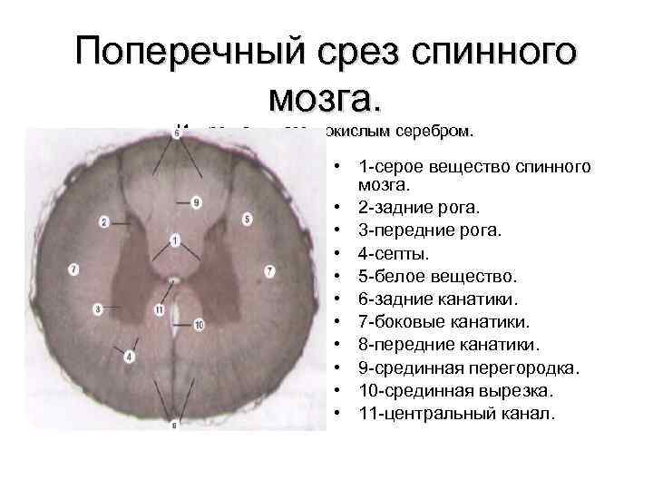 Поперечный срез спинного мозга рисунок