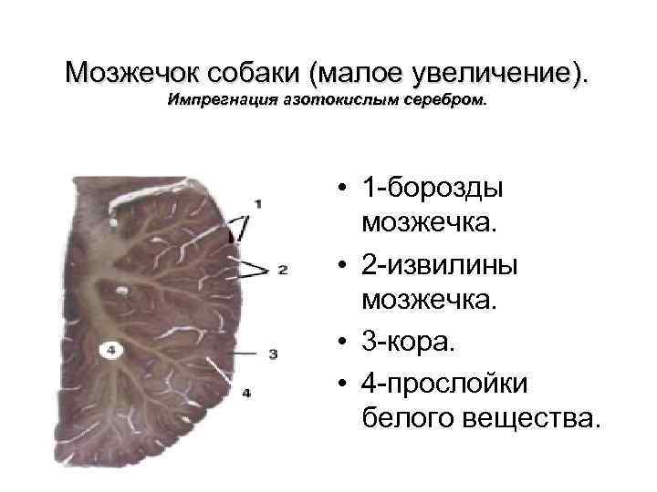 Кора мозжечка рисунок гистология