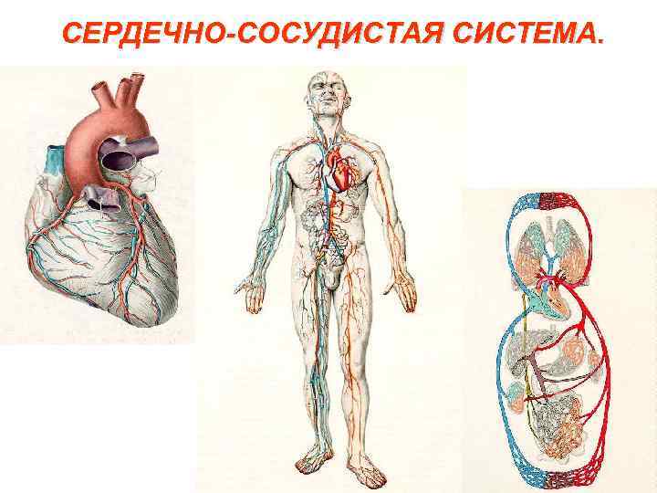 Проект сердечно сосудистая система