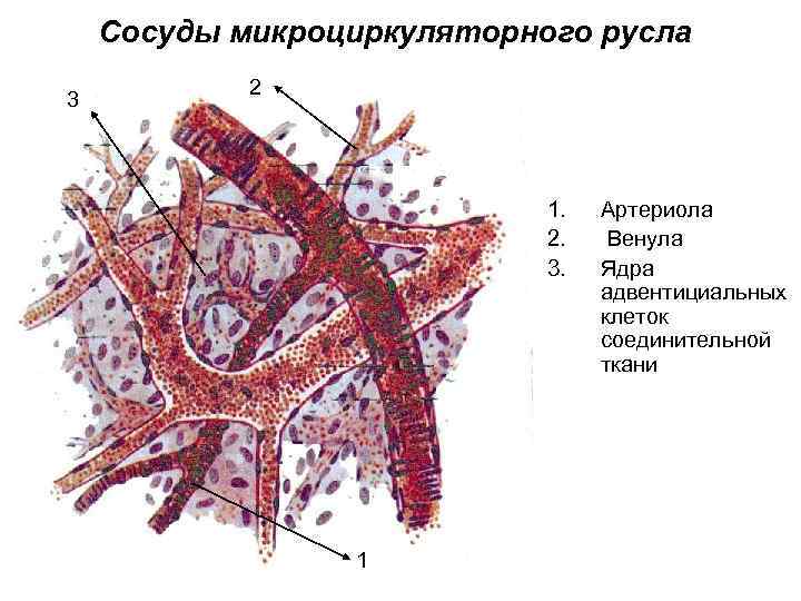 Сосуды микроциркуляторного русла 3 2 1. 2. 3. 1 Артериола Венула Ядра адвентициальных клеток