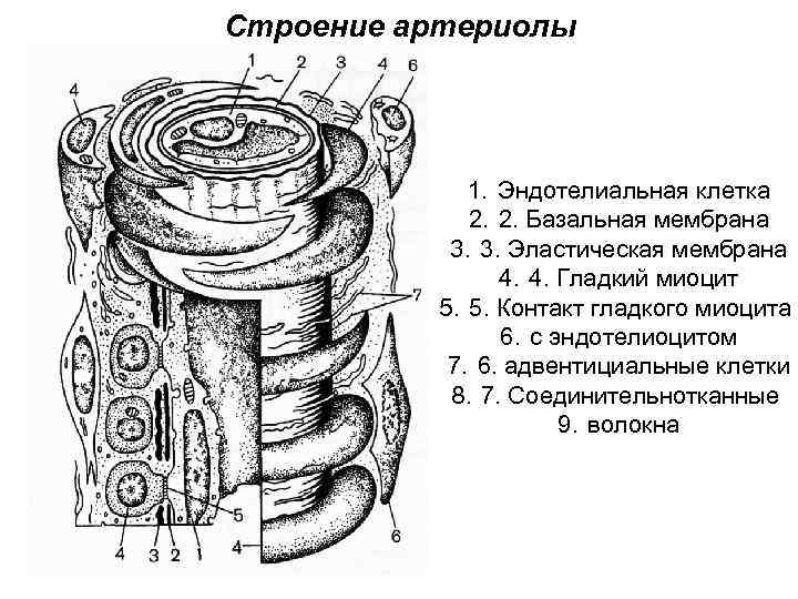 Строение стенки артериолы