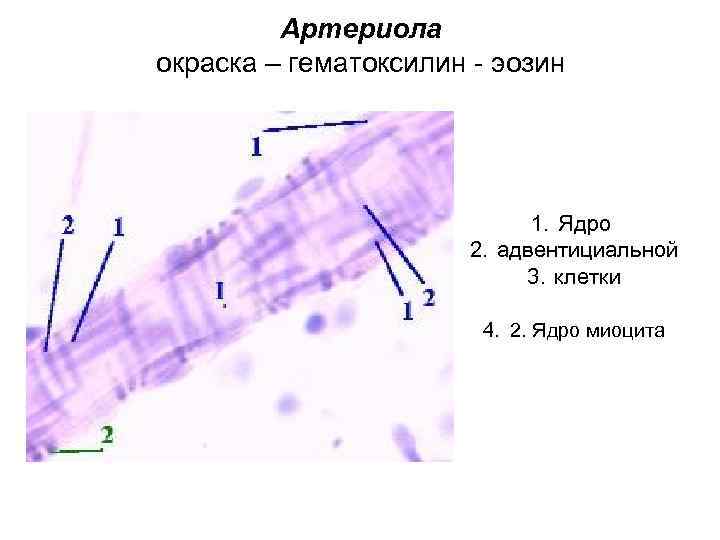 Строение стенки артериолы