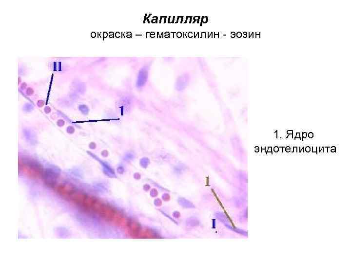 Капилляр окраска – гематоксилин - эозин 1. Ядро эндотелиоцита 