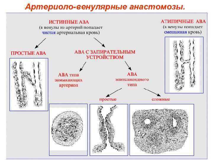 Артериоло-венулярные анастомозы. 