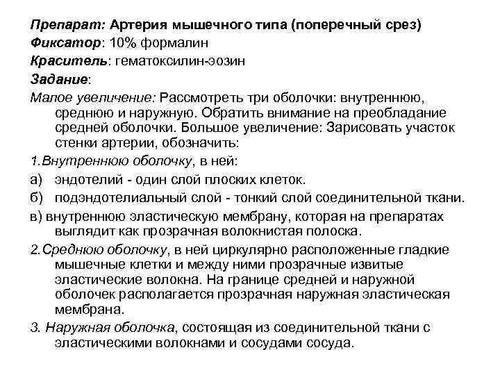 Препарат: Артерия мышечного типа (поперечный срез) Фиксатор: 10% формалин Краситель: гематоксилин-эозин Задание: Малое увеличение: