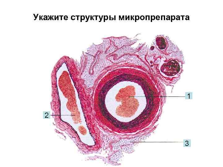Укажите структуры микропрепарата 1 2 3 