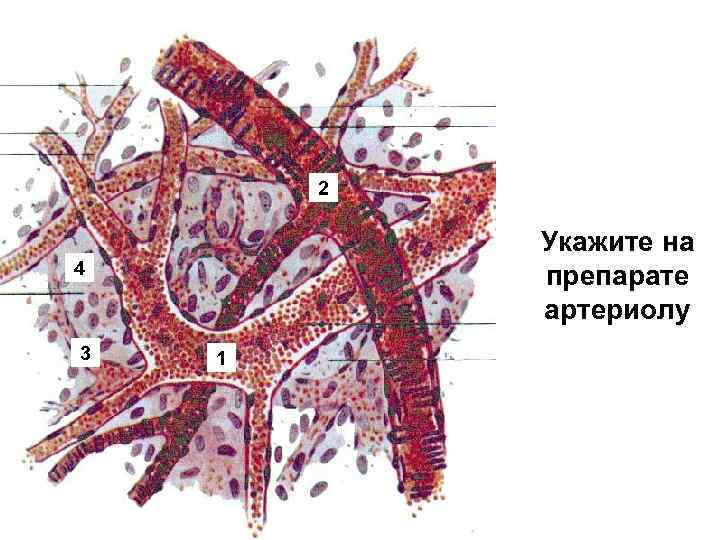2 Укажите на препарате артериолу 4 3 1 
