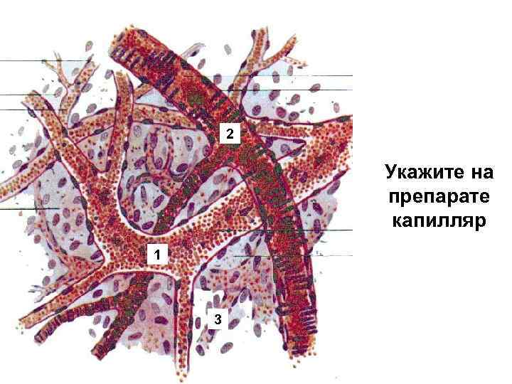 2 Укажите на препарате капилляр 1 3 