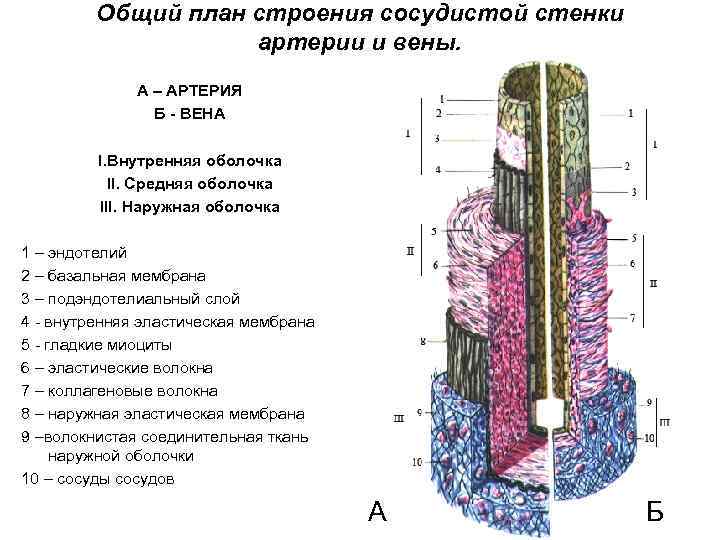 Общий план строения сосудистой стенки артерии и вены. А – АРТЕРИЯ Б - ВЕНА