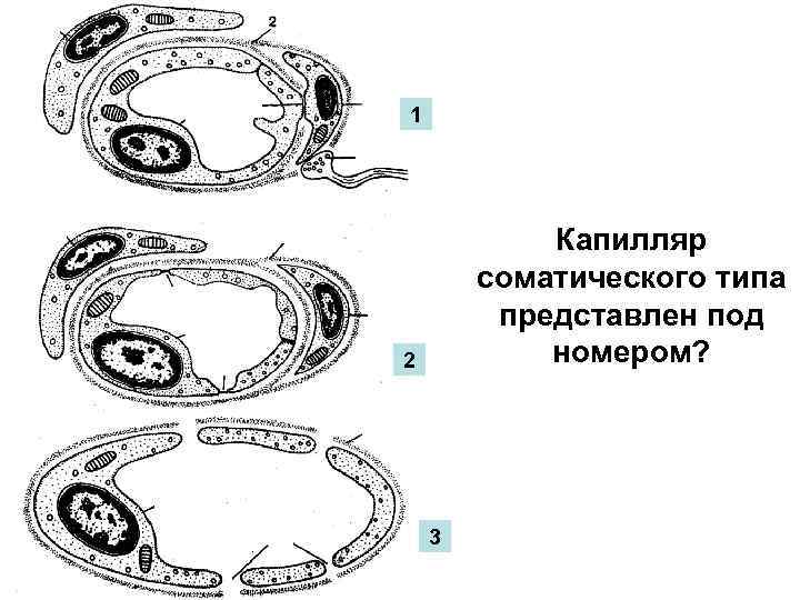 В составе стенки капилляра соматического типа определяются