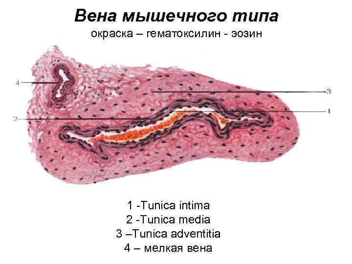 Верхняя полая вена гистология рисунок