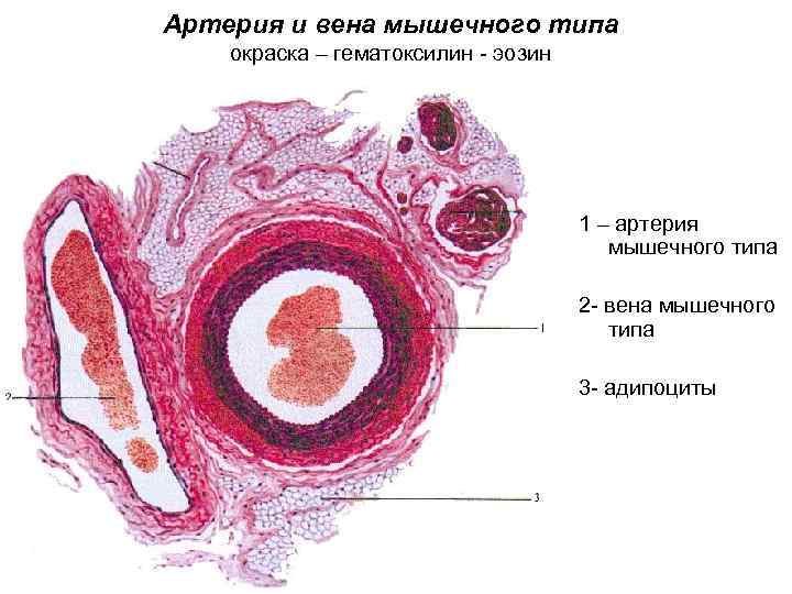Артерия и вена мышечного типа окраска – гематоксилин - эозин 1 – артерия мышечного