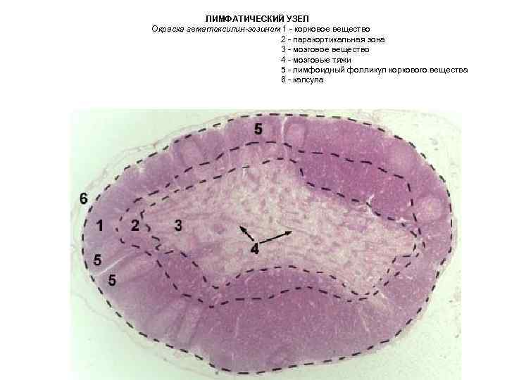 ЛИМФАТИЧЕСКИЙ УЗЕЛ Окраска гематоксилин-эозином 1 - корковое вещество 2 - паракортикальная зона 3 -