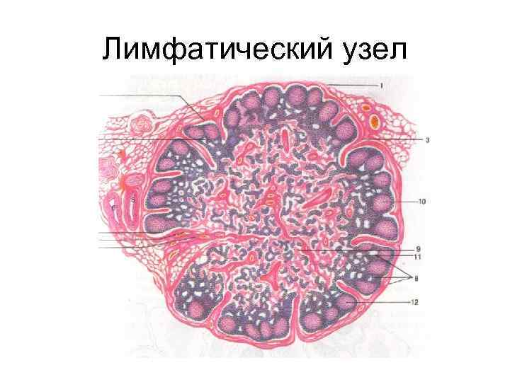 Лимфатический узел 