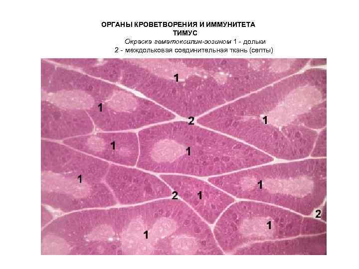 ОРГАНЫ КРОВЕТВОРЕНИЯ И ИММУНИТЕТА ТИМУС Окраска гематоксилин-эозином 1 - дольки 2 - междольковая соединительная