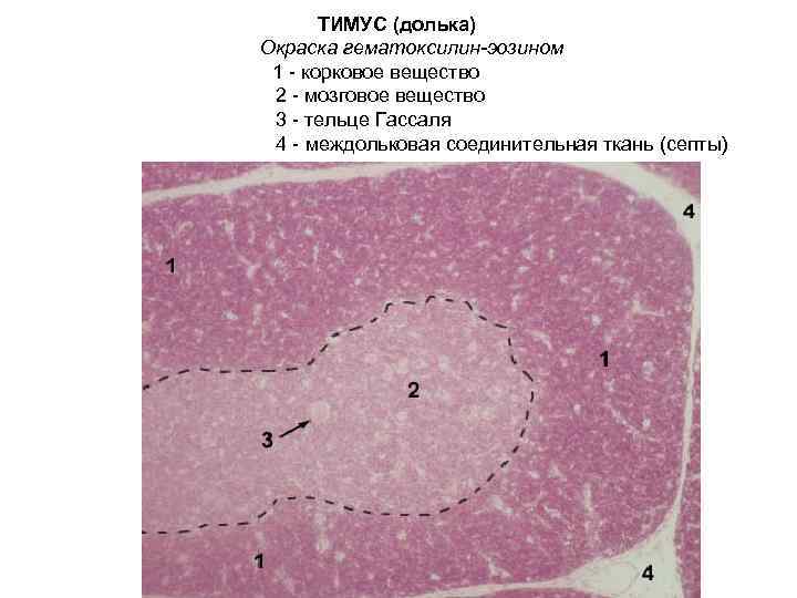 ТИМУС (долька) Окраска гематоксилин-эозином 1 - корковое вещество 2 - мозговое вещество 3 -