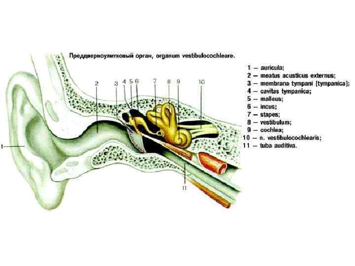 Орган слуха и вкуса. Membranae Tympani. Umbo membranae Tympani. Cavitas Tympani.