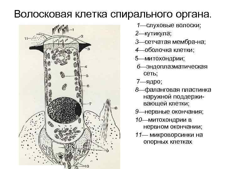 Схема строения спирального органа