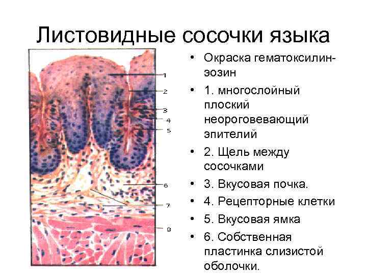 Листовидные сосочки языка • Окраска гематоксилин эозин • 1. многослойный плоский неороговевающий эпителий •