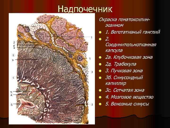 Надпочечник Окраска гематоксилинэозином l 1. Вегетативный ганглий l 2. Соединительнотканная капсула l 2 а.