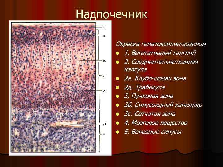 Клубочковая зона коры надпочечников