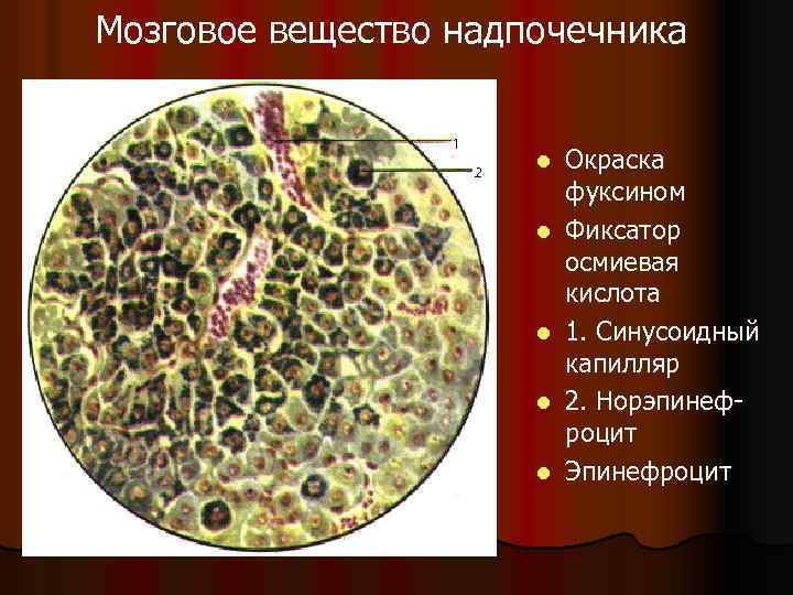 Мозговое вещество