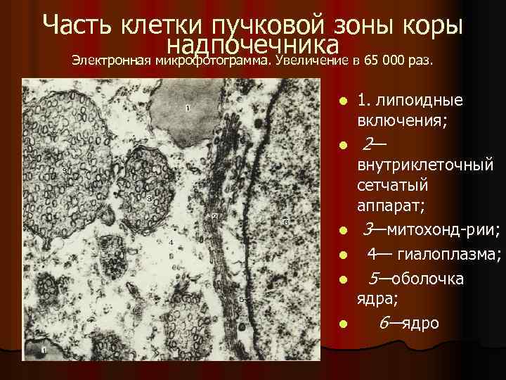 Происходит в гиалоплазме