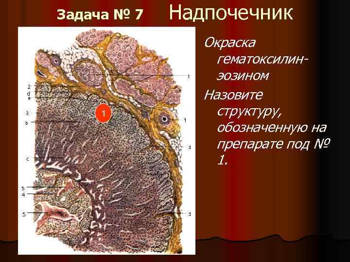 Задача № 7 1 Надпочечник Окраска гематоксилинэозином Назовите структуру, обозначенную на препарате под №