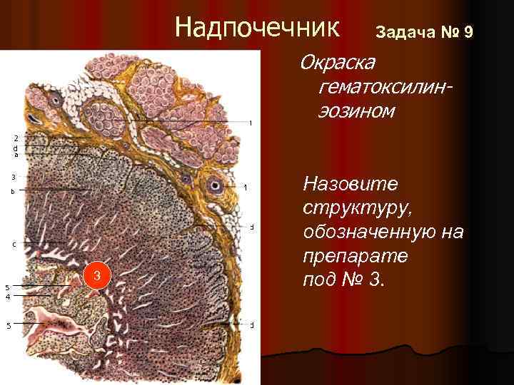 Надпочечник Задача № 9 Окраска гематоксилинэозином 3 Назовите структуру, обозначенную на препарате под №