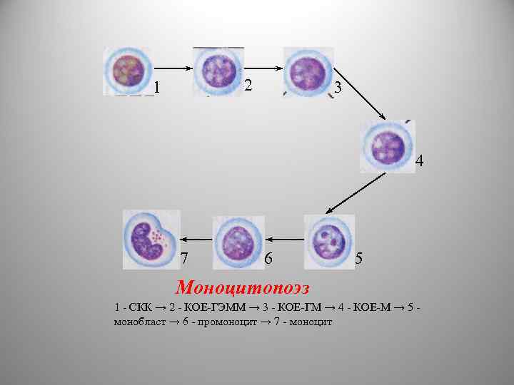 2 1 3 4 7 6 5 Моноцитопоэз 1 - СКК → 2 -