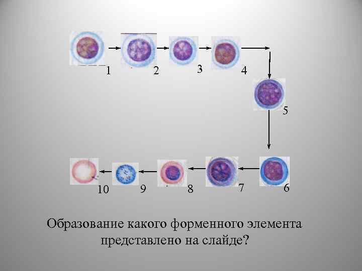 1 3 2 4 5 10 9 8 7 6 Образование какого форменного элемента