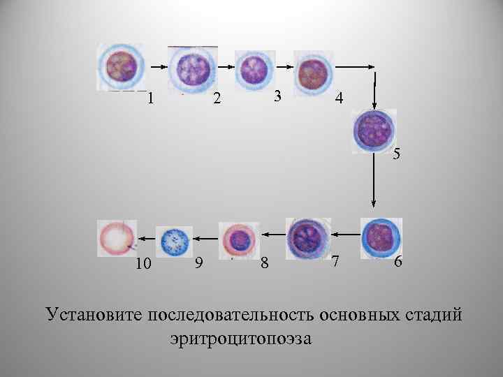 1 3 2 4 5 10 9 8 7 6 Установите последовательность основных стадий