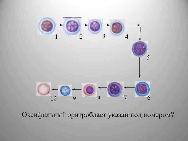 1 3 2 4 5 10 9 8 7 6 Оксифильный эритробласт указан под