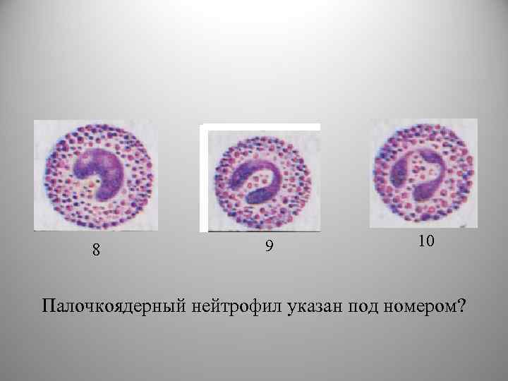 8 9 10 Палочкоядерный нейтрофил указан под номером? 