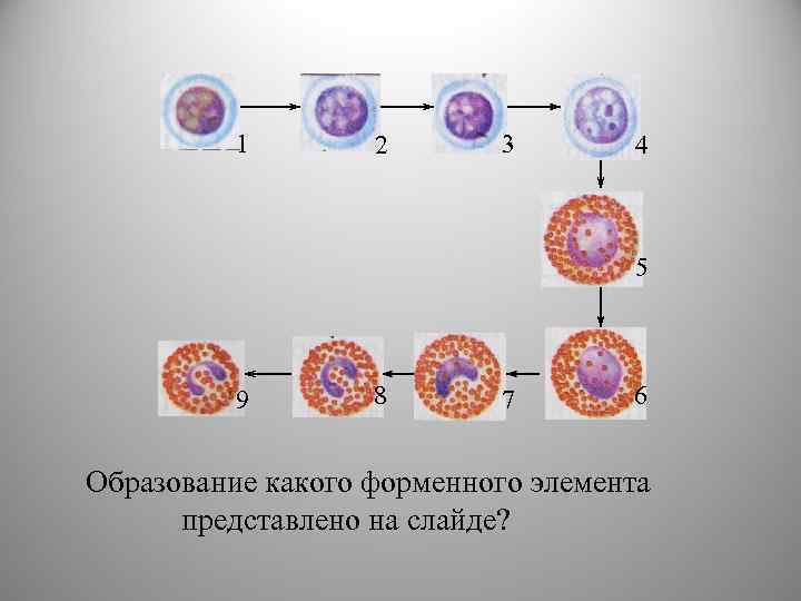 1 2 3 4 5 9 8 7 6 Образование какого форменного элемента представлено