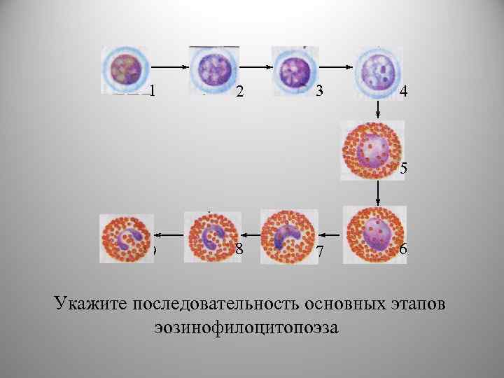 1 2 3 4 5 9 8 7 6 Укажите последовательность основных этапов эозинофилоцитопоэза